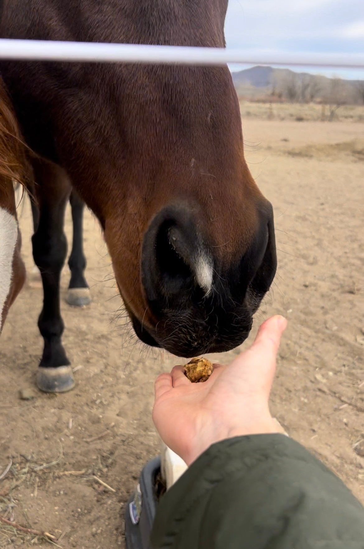 Treats being hand fed to a horse. Low-sugar, small in size, but big in flavor!