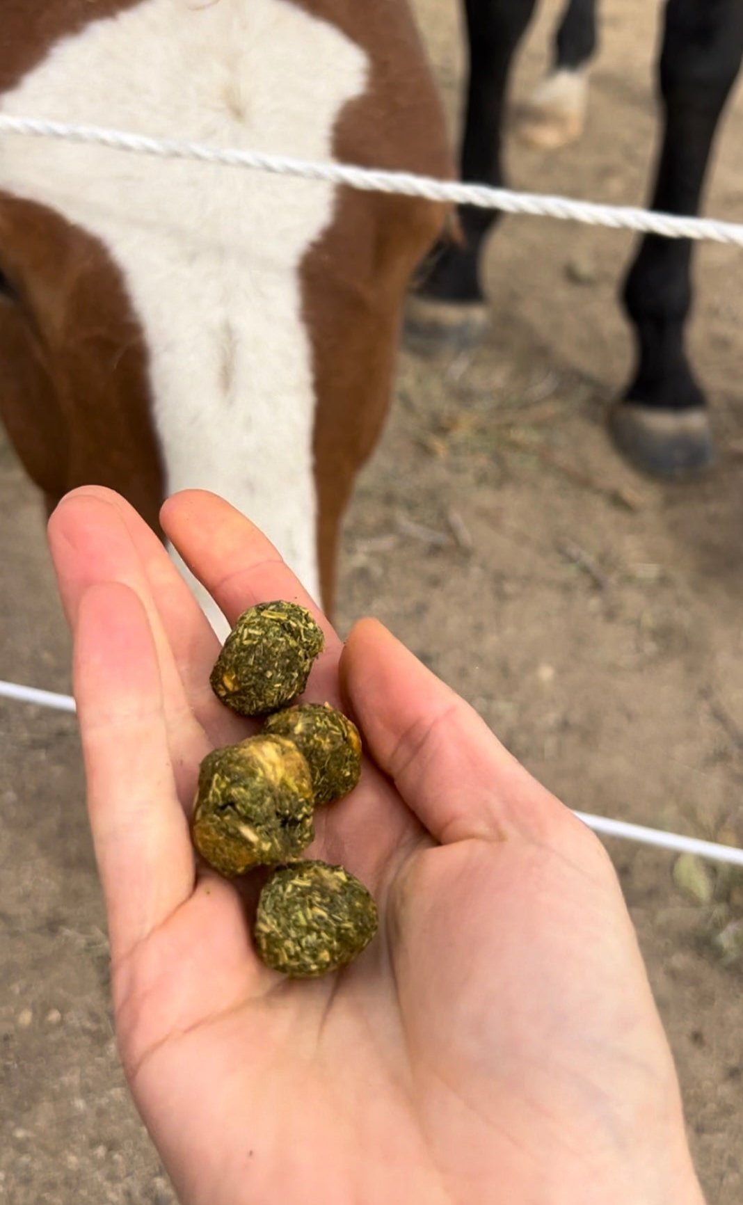 The treats are small with a crunchy texture that your horse will love. They readily fit into pockets and will not crumble easily if you take some with you on a ride.