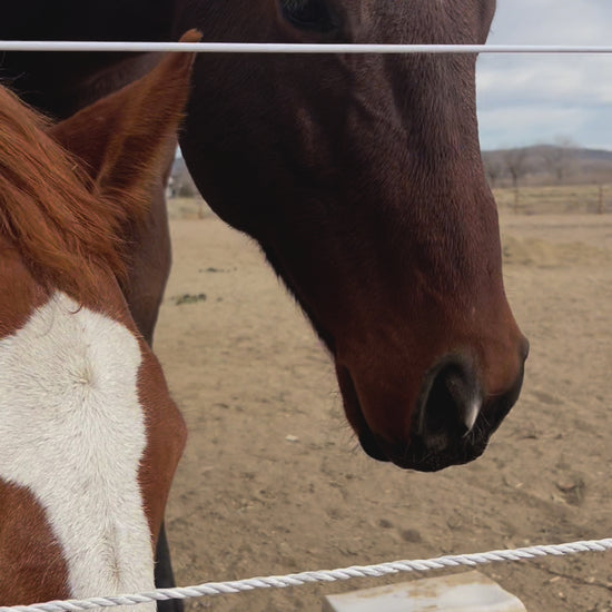 Video showing the holiday cookies being fed to two horses. They're waiting patiently by the fence, ready to savor their treats.