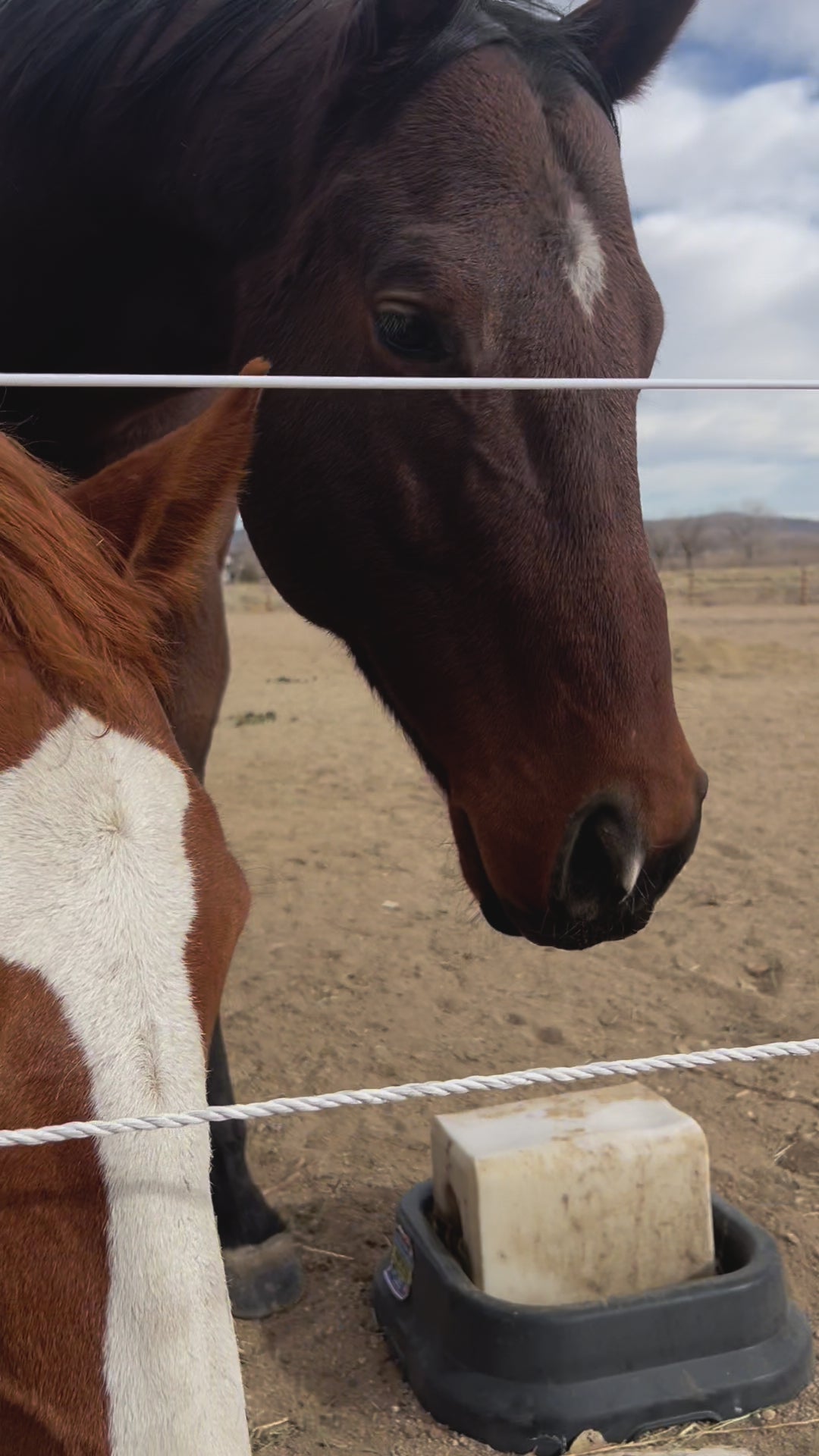 Video showing the holiday cookies being fed to two horses. They're waiting patiently by the fence, ready to savor their treats.